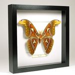 De Museumwinkel.com Attacus Atlas - Atlas Moth - Real Taxidermy Butterfly Mounted Under Glass in Handmade Black Wooden Frame