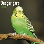 Budgerigars Calendar - Just Budgerigars Calendar - 2016 Wall calendars - Parakeet Calendars - Animal Calendars - Monthly Wall Calendar by Avonside