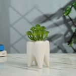 Cute Tooth Shaped Ceramic Planter with Artificial Succulent, White Planter +Plant for Home Decoration Artificial Succulent with Ceramic Planter Dental Shaped Dentist Gift (Planter+Plant)