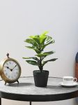 Fourwalls Artificial Fiddle Leaf Plant with Plastic Pot for Home Décor | Natural Look | (14.5 "/37 cm)