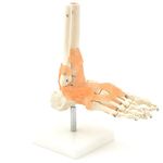 Kay Kay Industries Human Foot Joint Model Show Movement, Anatomically Accurate, Orthopedic Model