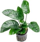 SubstrateSource Anubias Live Aquarium Plants - Potted Freshwater Plant for Fish Tanks, Terrariums - Beginner Friendly Low Light (Nana, 1 Pot)