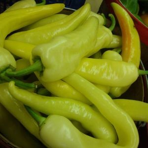 Capsicum S