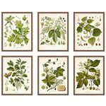 Vintage Wall Art Print Botanical