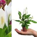 Carbeth Plants - 2 x Spathiphyllum
