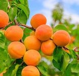 OpLeaves - Healthy Fruit Plant (Apricot Live Plant)