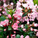 GardenersDream Escallonia 'Apple Blossom' Plant - Outdoor Garden Ready Hardy Plant - Evergreen Flowering Shrub in Pot - Pink Flowering Shrub for Gardens, Borders, and Hedges (20-30 cm)