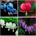 Lamprocapnos spectabilis Mixed Bleeding Heart Perennial Herbs Flower, 5 Seeds, Exotic Blooms Ornament Plant TS244T