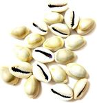 Caaspy Neelam Ratna Peeli/Yellow Kodi/Koudi/Kouri/Cowrie/Sea Shell/for Diwali Pooja, Laxmi Pooja Article || Pooja Samagri|| Pooja Article || Pooja Needs|| (51)