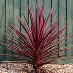 Cordyline Torbay Red - Cabbage Palm | Evergreen Ornamental Indoor House Plant | Low Maintenance Exotic Garden Border Plant in 9cm Pot