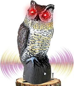 Brid Owl w