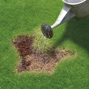 Miracle-Gro Patch Magic Grass Seed with Feed & Coir, 1015g – Green