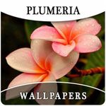 Plumeria Flower HD Wallpapers And Background