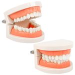 2Pcs Teeth Dental Demonstration Model Tooth Model Dental Model Anatomical Teeth Model Child Teeth Teaching for Dental Teaching or Oral Care