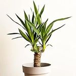 All Occasions, Yucca 1 Stem 60cm Real Indoor Plant for Home, Bedroom, Kitchen and Living Room, Perfect for Clean Air, Delivered Next Day Prime