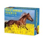 What Horses Teach Us 2025 Box