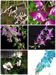 ROCHFERN Five (5 Nos) Dendrobium Live Orchids - Tissue Culture Plants Assorted colour