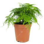 Asparagus setacea Plumosus Common Lace Fern Live Indoor Houseplant in 12cm Pot