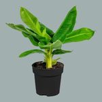 live Banana Fruit Plant, Live Fruit Tree, Musa fruit plant for gardening and outdoor comes with a small Black plastic pot