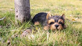 Hi-Line Gift 87710-M Yorkshire Terrier Puppy Sleeping Pet Pals Statue