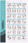 PosterMate - FitMate Workout Exercise Poster - Workout Routine with Free Weights, Home Gym Decor, Room Guide (16.5 x 25 Inch, Dumbbell)