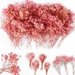 70Pcs Mini Pink Dried Baby's Breath