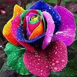200pcs Rainbow Color Rose Seeds for
