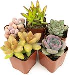 Succulent Plants (5 Pack) Fully Roo