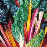 Suttons Beet (Leaf) Swiss Chard Seeds - Bright Lights Average Packet Content 90 Seeds. Coloured Grow Your own Veg