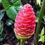 4 Zingiber Zerumbet Shampoo Ginger Roots, Awapuhi Fresh Ginger Rhizomes, Red Ginger Lily Pinecone Ginger to Grow Your Garden