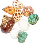 Mipcase Hermit Crab Shells 9pcs Aquarium Shell Conch Natural Conch Ornament Hermit Crab Roll Shell Desktop Conch Figurines Mixed Natural Conch Set Fish Tank Landscaping Decorations Large Hermit Crab