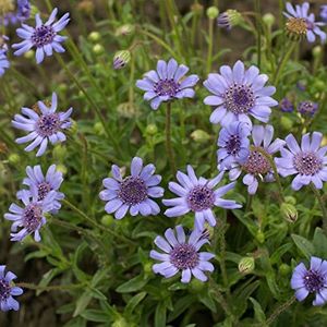 Outsidepride 1000 Seeds Annual Felicia Blue Daisy Flower Seeds for Planting