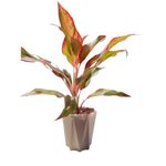 plant store Aglaonema Lipstick Indoor Live Natural Plant Indoor House Plants For Home Decor In Grower Pots