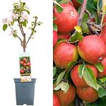 Patio Fruit Tree Collection | Various Premium Grade Fruits | Ideal for Small Gardens & Borders | Apple, Cherry, Plum, Nectarine, Peach & Pear Trees | 2-3ft ('Braeburn' Apple Tree)