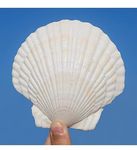 QEQEKAKA 6PCS Large Scallop Shells Crafts 4''-5'' Large Shells Decoration, for Baking Shells, Crafts DIY Painting Beaching Wedding Decoration, Beach Natural Scallop Shells Bulk