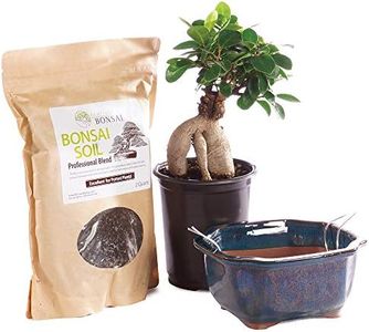 Brussel's Bonsai Live Ginseng Grafted Ficus Bonsai Tree Kit - Small Indoor Bonsai Ficus Tree - Bonsai Kit with Ceramic Bonsai Pot and Bonsai Soil