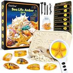 GobiDex Sea Life Amber Dig Kit, Educational Fun Toys STEM Activities Science Kits for Kids Age 6-8-12, Dig Up 6 Real Artificial Shellfish Resin&Collection Specimens, Birthday Gifts for Boys and Girls