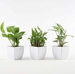 Green Fills Combo of Lucky Plants Money Plant, Bamboo Plant, Syngonium Plant in White Pot