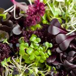 Organic Microgreens Sprouting Seed Mixed French Lettuce Seeds - Just 8 Days to Grow - 950 Seeds