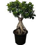 Garden Art Ficus Bonsai Live Healthy Indoor, Outdoor Plant (Large)