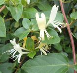 Lonicera Japonica Halliana Honeysuckle Evergreen Fragrant Yellow Flowers from Late Spring to Early Autumn Grown in 1 Litre Pot on Tripod of 60cm Canes.