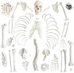 Human Model of Skeleton for Anatomy 67“ High with 200+ Bones Structures,Scientific Disarticulated Human Model of Skeleton Bundle for Anatomy, Bones, Articulated Hand & Foot