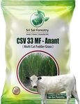 SRI SAI FORESTRY Super CSV-33 MF Grass Seeds, CSV 33 MF Fodder Sorghum Grass Seed - 1KG