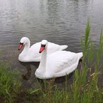 The Pond Guy Floating Swan Decoy Pair, Realistic Swimming Sculpture, Deterrent for Waterfowl like Geese, Ducks, & Wild Birds, For Pond, Lake, & Pool Use, Anchor with Weights or Lawn Decoration, 1 Pair