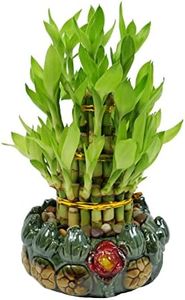 Athena’s Garden Lucky Bamboo Indoor Live Plant 3 Tier Tower Fresh Plant in Ceramic Planter (Flower Frog)
