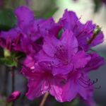 Plant Theory Blue Danube Evergreen Azalea Rhododendron Shrub Plant 2L Pot