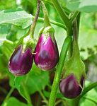 Golden Hills Farm Hybrid Vegetable Seeds - Purple Brinjal/Eggplant 500+ seeds