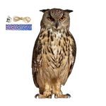 Fake Owl Decoy, Owl Bird Scarer with Sound, Realistic Owl Scarecrow, Waterproof Owl Bird Deter-rents Devices, Scare Birds Away, for Yard, Indoor, Outdoor & Garden Decor (6Types)