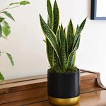 Snake Plant Mother in Laws Tongue Sansevieria House Plants Indoor Evergreen House Plants Easy to Grow Your Own 1x 12cm Potted Plant by Thompson and Morgan