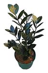 The Four Seasons ZZ Black Raven | Zamioculcas Raven | Large Size | Rare Natural Live Plant in Pot